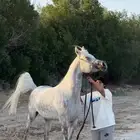مهره واهو جمال البيع لأخر سوم