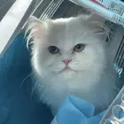 قط ذكر شيرازي بيور للتزاوج