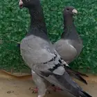 زوج هومر فاخر من الاخر