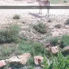 ثور هولندي فاخر جذع شرط فحل يضرب له انتاج