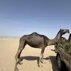 لقحه زرقا للبيع