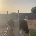 عنز مشرووكه ( جماء )