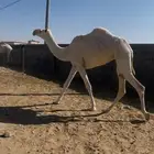 بكره جذعه وضحاء للبيع