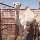 قعدان