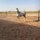 حصان واهو للبيع