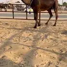 للبيع ضروبه كفو