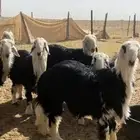 نجد