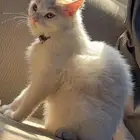 قطوتي