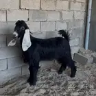 مشروع فحل للبيع الموقع بيشه