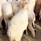 سواكن تربية جذعان العدد 11