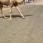 للبيع قعود حمر طويل طيب