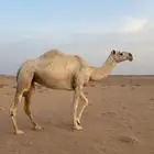 ناقه بداوه كفو ضروبه