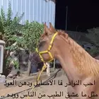 مهر واهو كفو