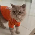 قط تبني