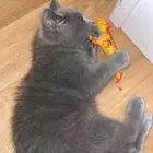 قطه للبيع