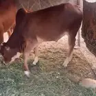 حسيل بلدي مولود عندي عمره 9 اشهر