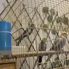 ثلاث طيور كروان للببع