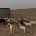 معزا متابيع