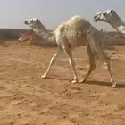 بكرة وقعود للبيع