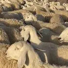 حريات صنف دفيع