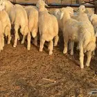طليان صافي الموقع محافظة القنفذة- القوز (تم البيع)