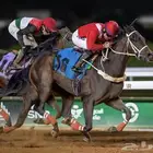 عسافه خيل عربي او انقليزي