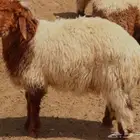 خروف