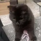 قط شيرازي اسود للتبني العمر سنتين وعليها