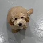 كلب توي بودل toy podle