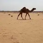 قعود اصفر على الحاكم جده الحاكم الهرش