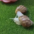 تبني لظروف السفر