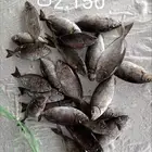 اسماك ي وميه زبده فرش