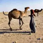البيع بكره