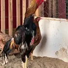 فروخ شامو ياباني
