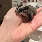 السنجاب الطائر شوقر قلايد
