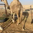 حشو قصب مغلقه شحم فاخرة