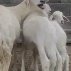 نعجة متوم صنف الصنف