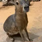 حيوان المارا النادر