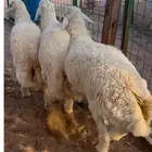 طليان حري جبره ( تم البيع )
