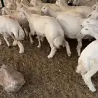 ذبايح حري هرافى نظيفة .. ( الرياض مخرج 36 )