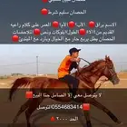 حصان للبيع شعبي