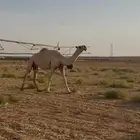 ضريبه وضحى كفو