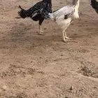 دجاج باكستاني