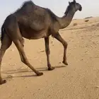 حقه قصب فل شحم