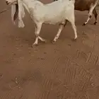 معزاء هولنديات خصم