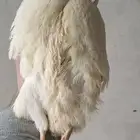 سمان تاكسس العملاق