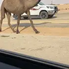 صفرا دبيانيه