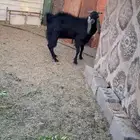 فحل هولندي