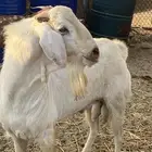 تيس فحل طيب ارتفاع وشكل