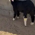 طلي نجدي صنف